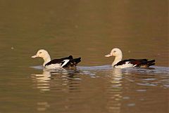 Radjah Shelduck